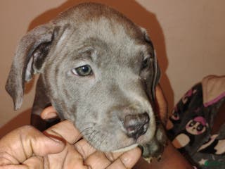 Mixed Breed dogs Bunny - Ad 13