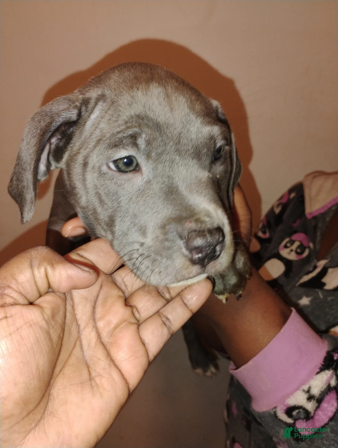 Mixed Breed dogs for sale: Bunny - Ad 1