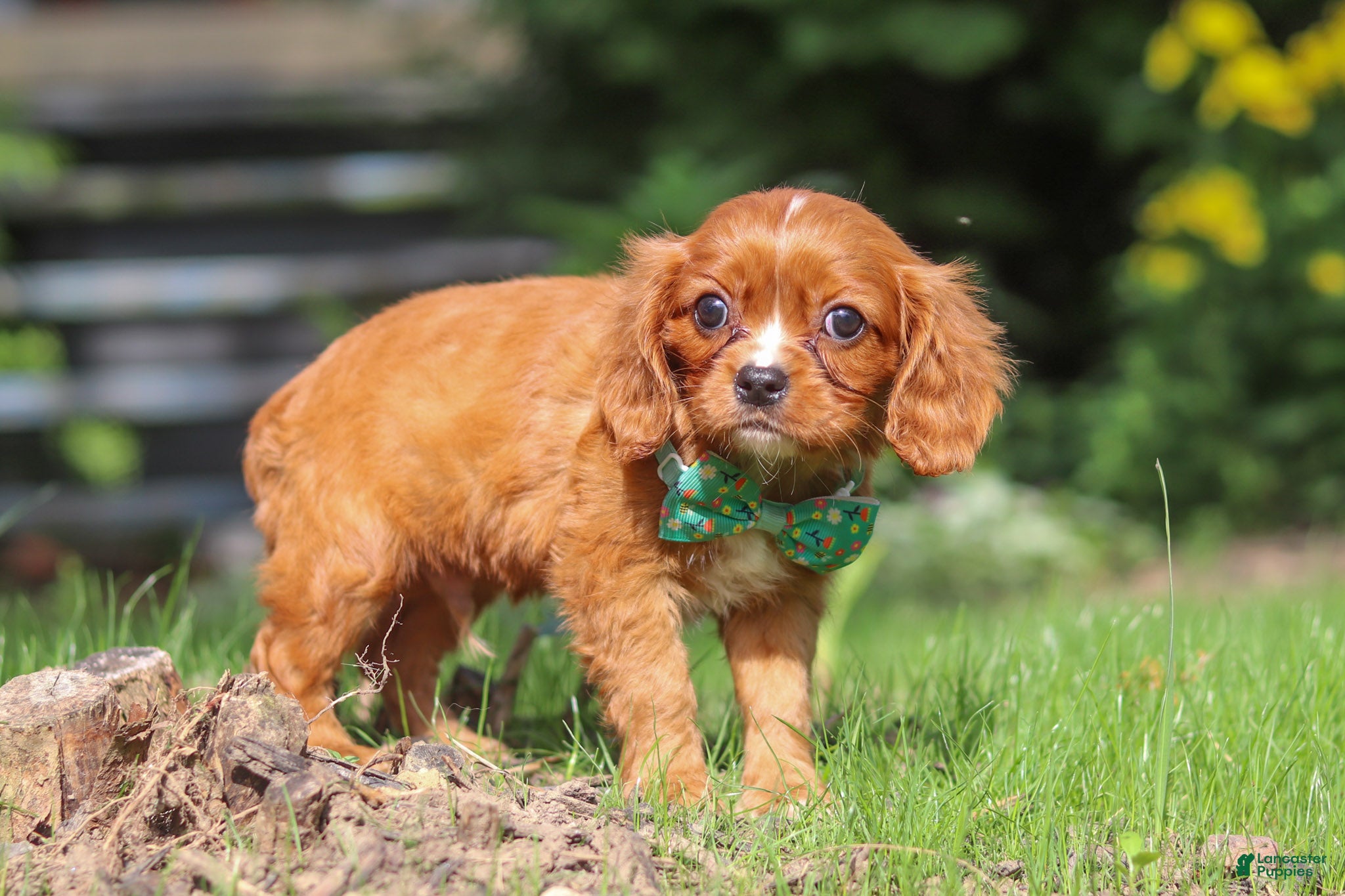 Cavalier King Charles Spaniel dogs Rusty - Ad 2