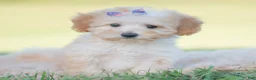 Mini Goldendoodle dogs for sale: Apricot - Ad 1