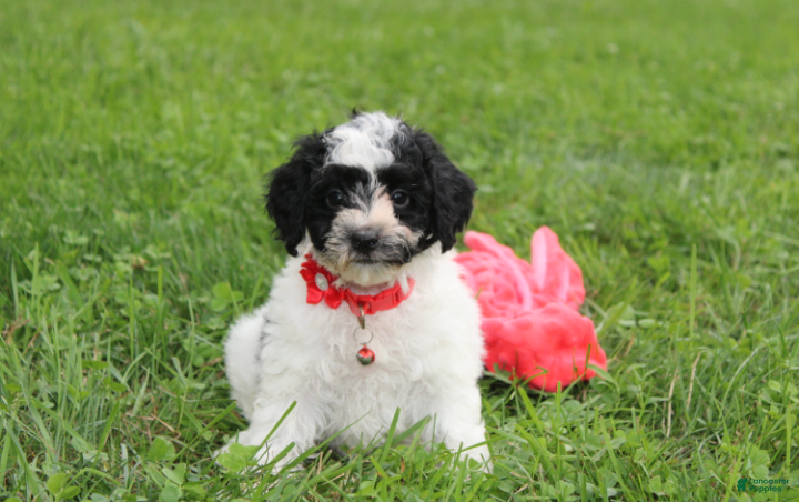 Yorkiepoo dogs Ryder - Ad 1