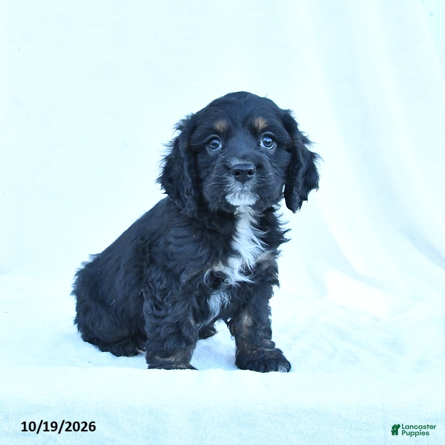 English Cocker Spaniel dogs for sale: Max - Ad 1