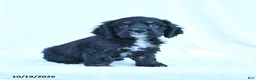 English Cocker Spaniel dogs for sale: Max - Ad 1