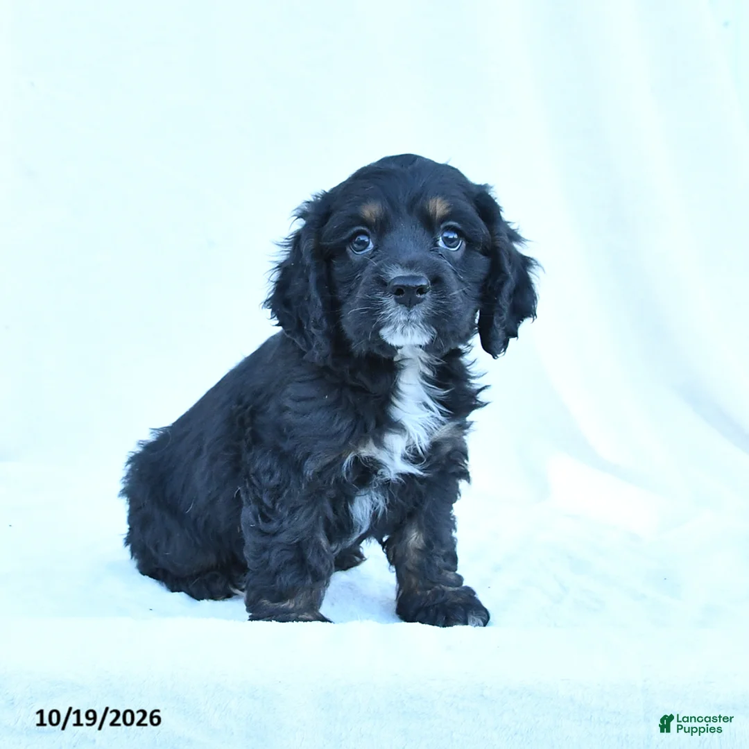 English Cocker Spaniel dogs for sale: Max - Ad 1