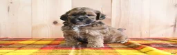 Shihpoo dogs for sale: Dixon - Ad 3