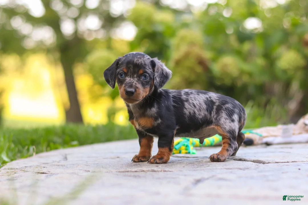 Mixed Breed dogs for sale: Ace - Ad 1