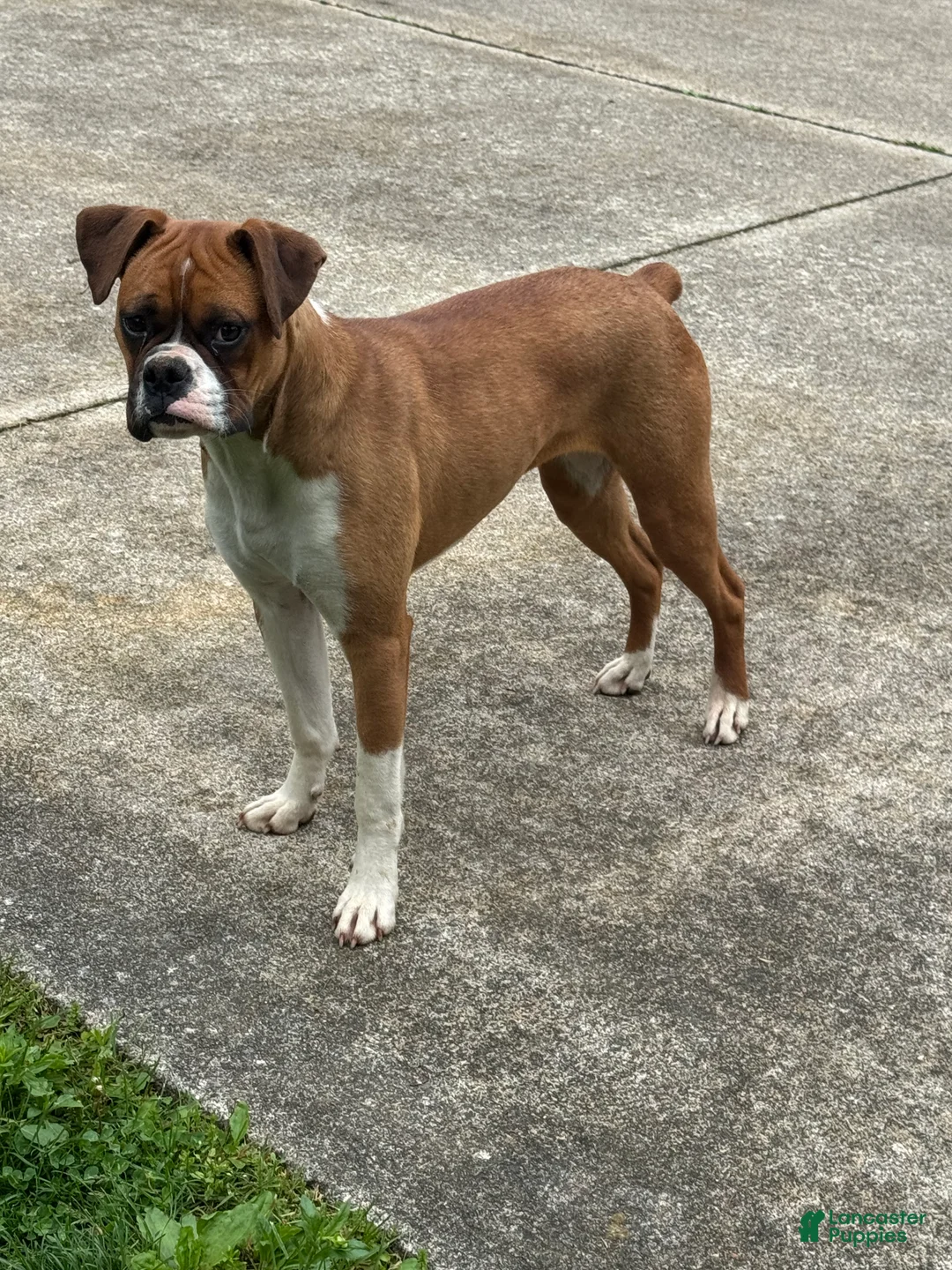Boxer dogs for sale: Oakley - Ad 1