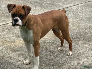 Boxer dogs Oakley - Ad 29