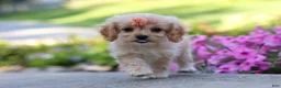 Cavapoo dogs for sale: Sky - Ad 3