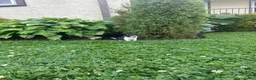 Beagle dogs for sale: Everest - Ad 3