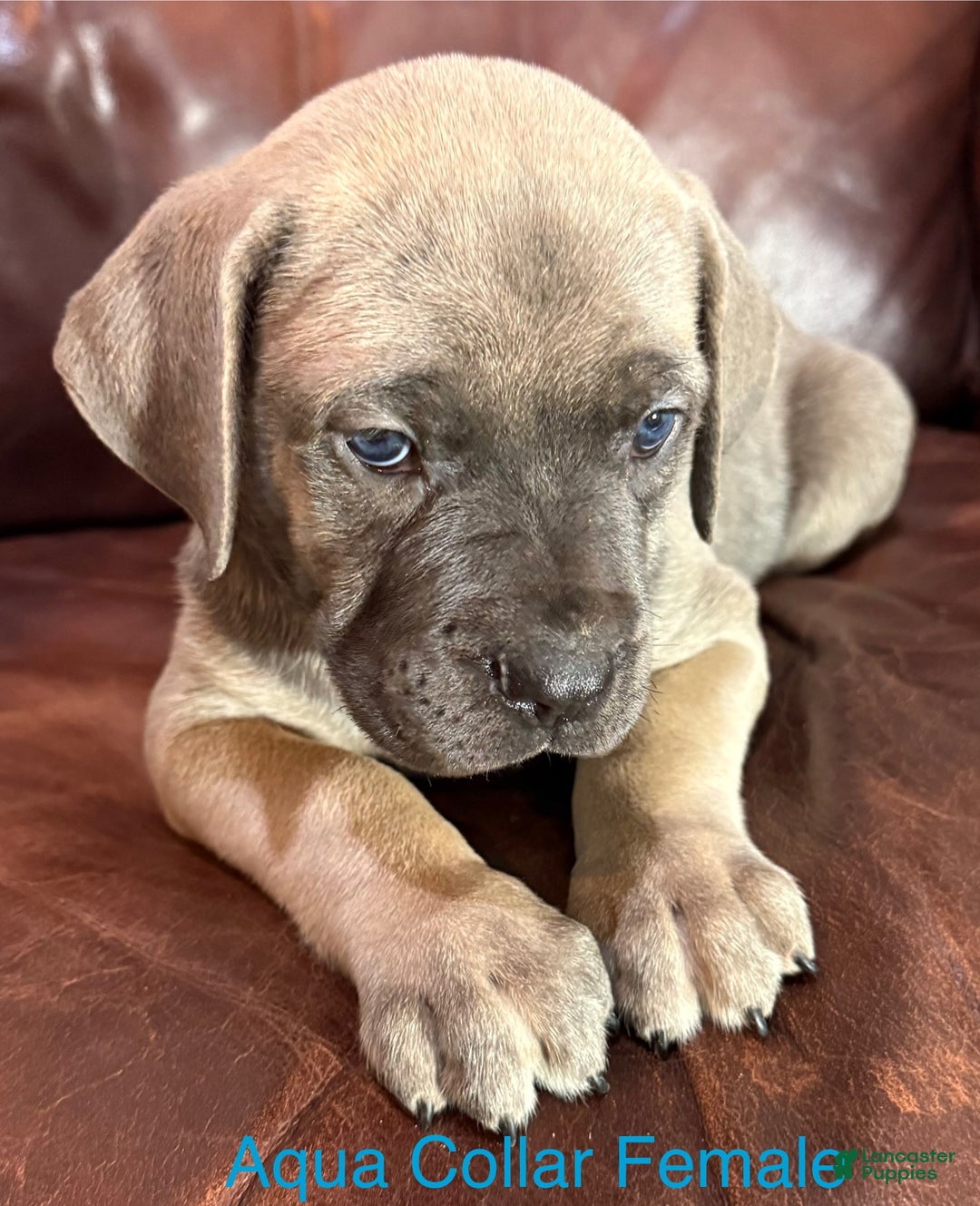 Cane Corso dogs for sale: Aqua Collar  F Cane Corso Puppy  - Ad 3