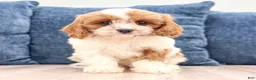 Cavapoo dogs for sale: Zoe - Ad 2