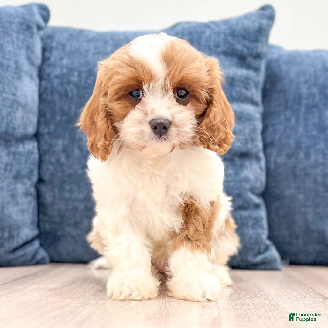 Cavapoo dogs for sale: Zoe - Ad 2