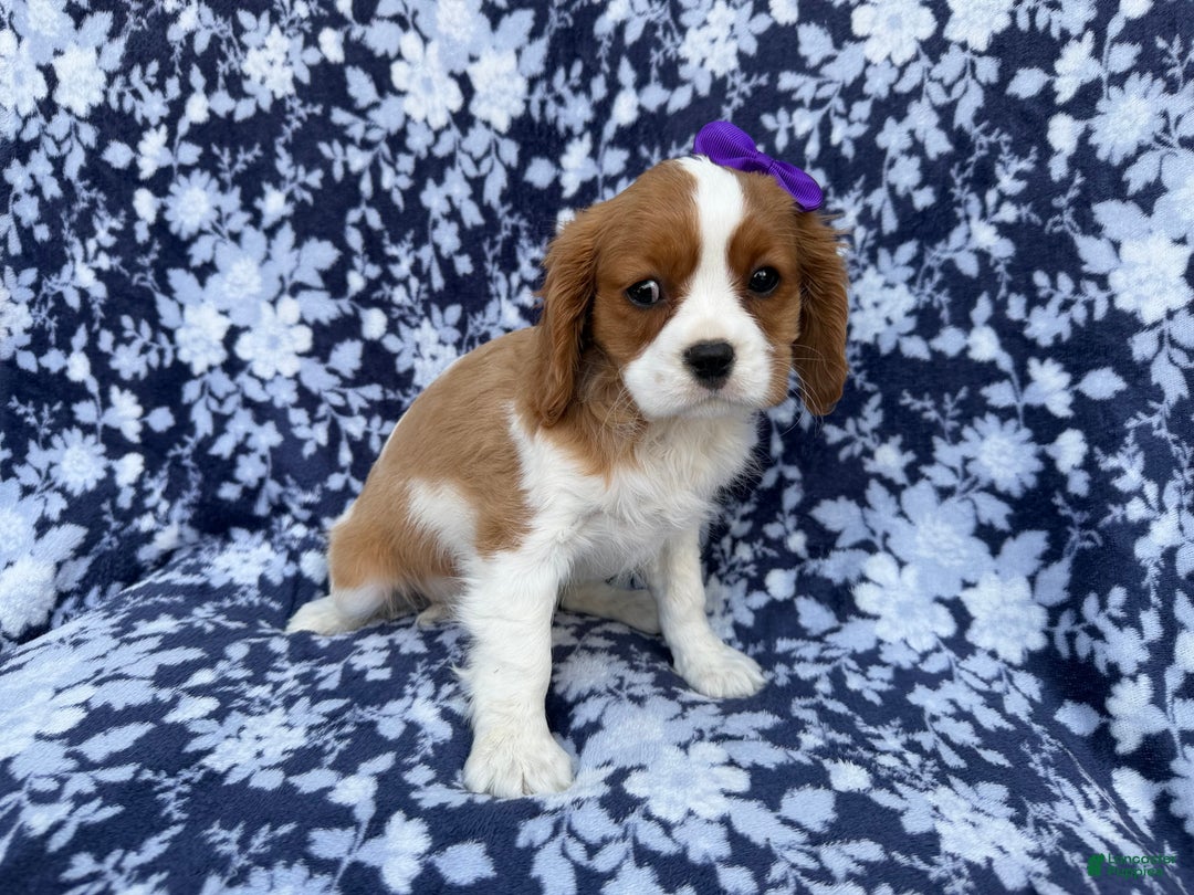 Cavalier King Charles Spaniel dogs for sale: Snowflake  - Ad 2