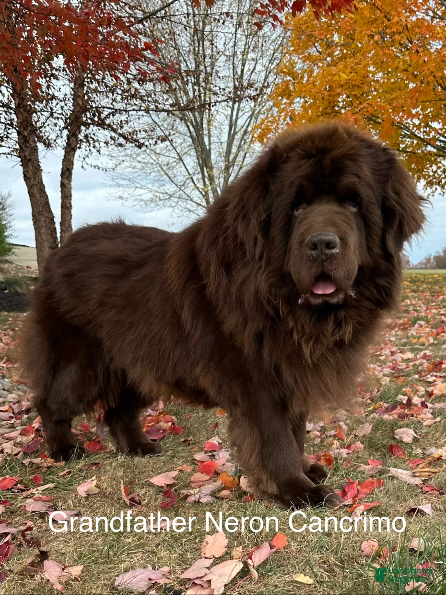 Newfoundland dogs for sale: “ Peeta” OFA, CH, AKC,  - Ad 10