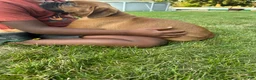 Boxer dogs for sale: Boxer 1 - Ad 4