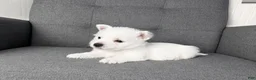 West Highland Terrier dogs for sale: Hailey - Ad 3