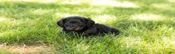 Miniature Dachshund dogs for sale: Bella  - Ad 10