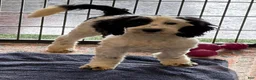 Labradoodle dogs for sale: Oreo - Ad 6