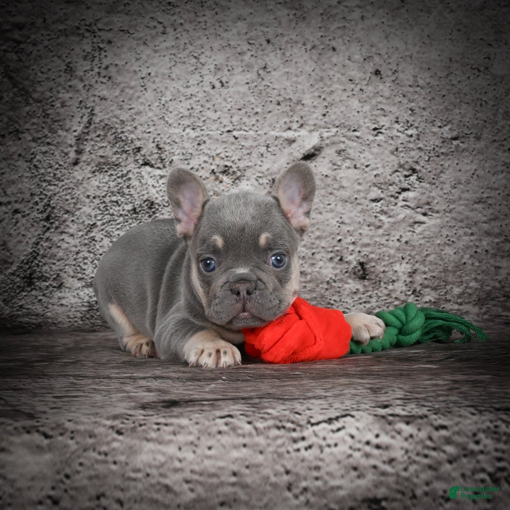 French Bulldog dogs OLIVER - Ad 35