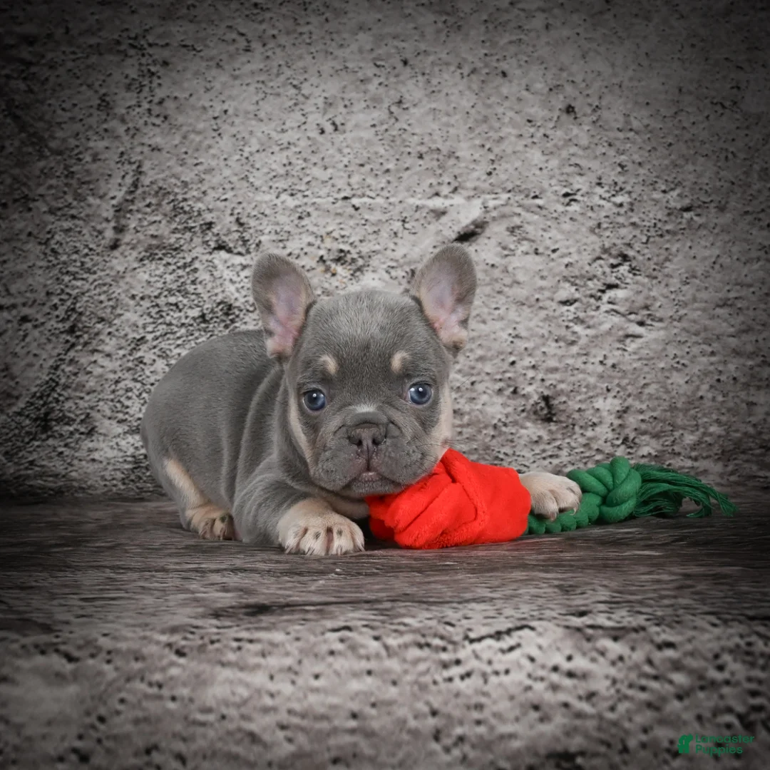 French Bulldog dogs for sale: OLIVER - Ad 1