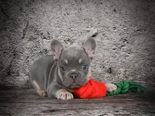 French Bulldog dogs OLIVER - Ad 35