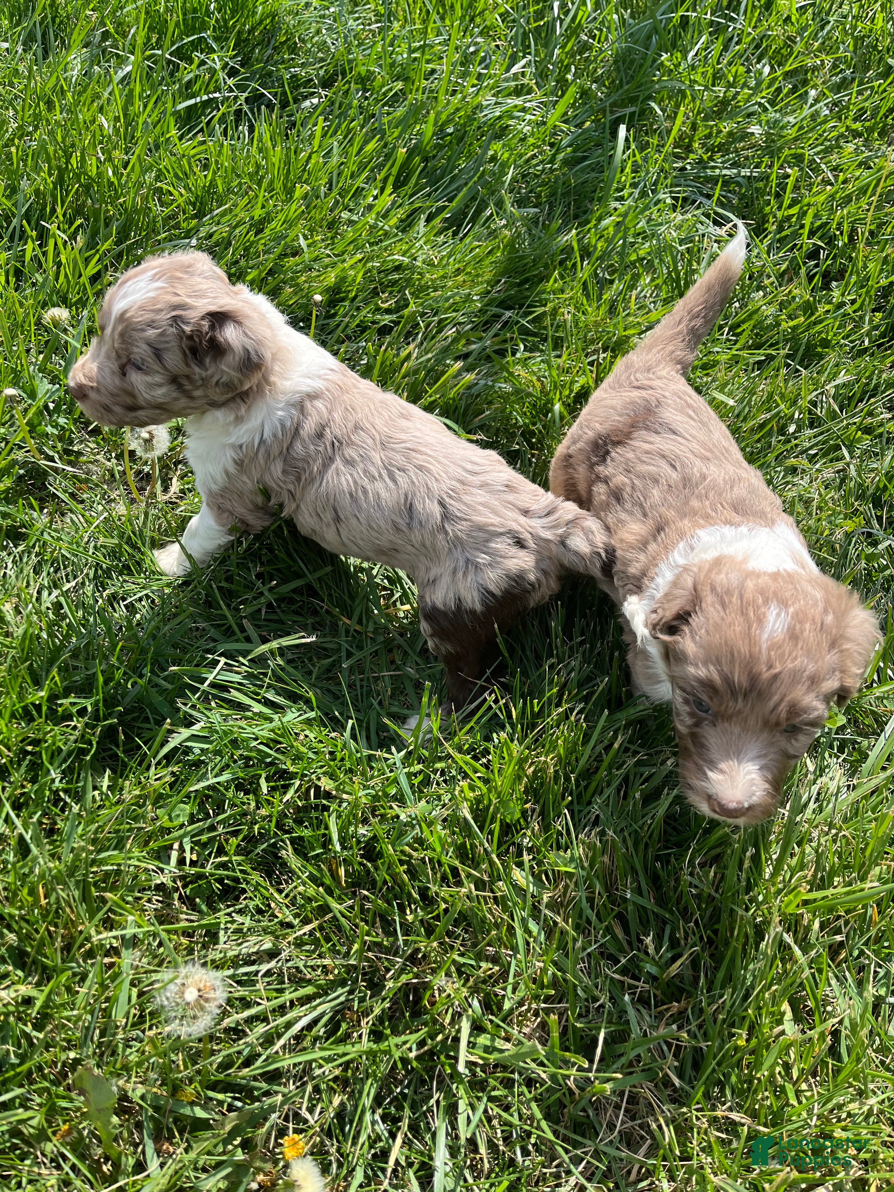 Aussiedoodle dogs Aussiedoodle Puppy 4 - Ad 2