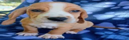 Basset Hound dogs for sale: Tracker  - Ad 3