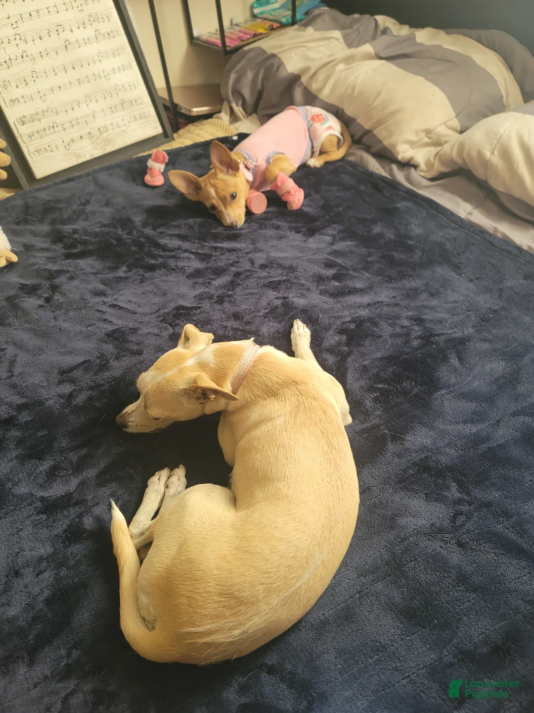 Chihuahua dogs for sale: Faith - Ad 2