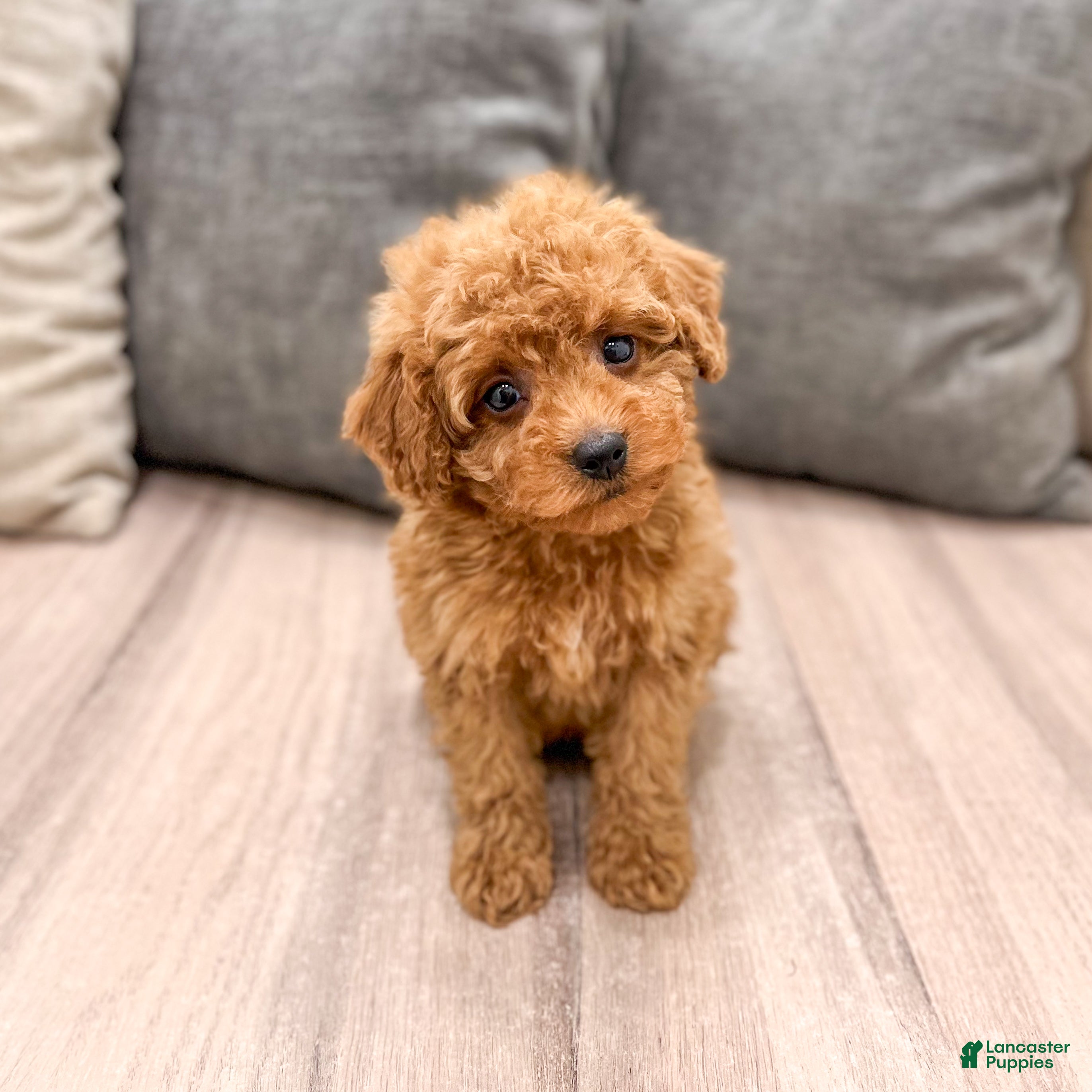 Miniature Poodle dogs Scarlett - Ad 2