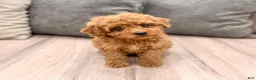 Miniature Poodle dogs for sale: Scarlett - Ad 2