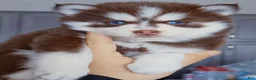 Pomsky dogs for sale: Scarlett - Ad 6