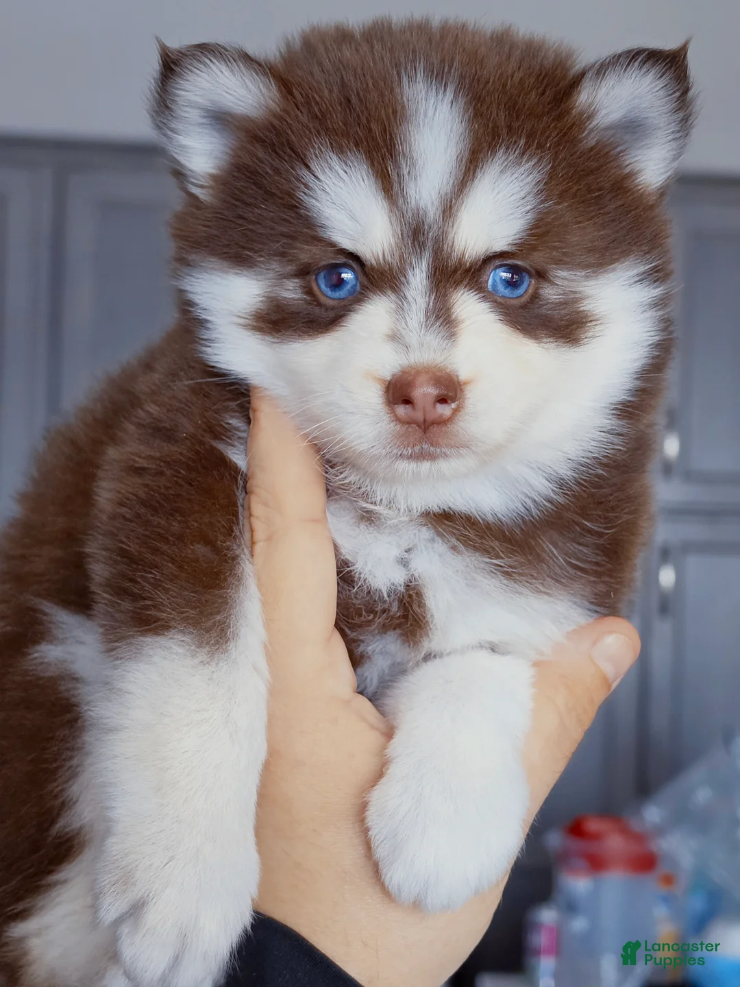Pomsky dogs for sale: Scarlett - Ad 6