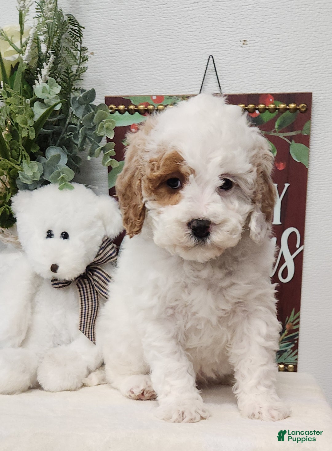 Mini Goldendoodle dogs for sale: Flora   - Ad 4