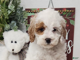 Mini Goldendoodle dogs Flora - Ad 17