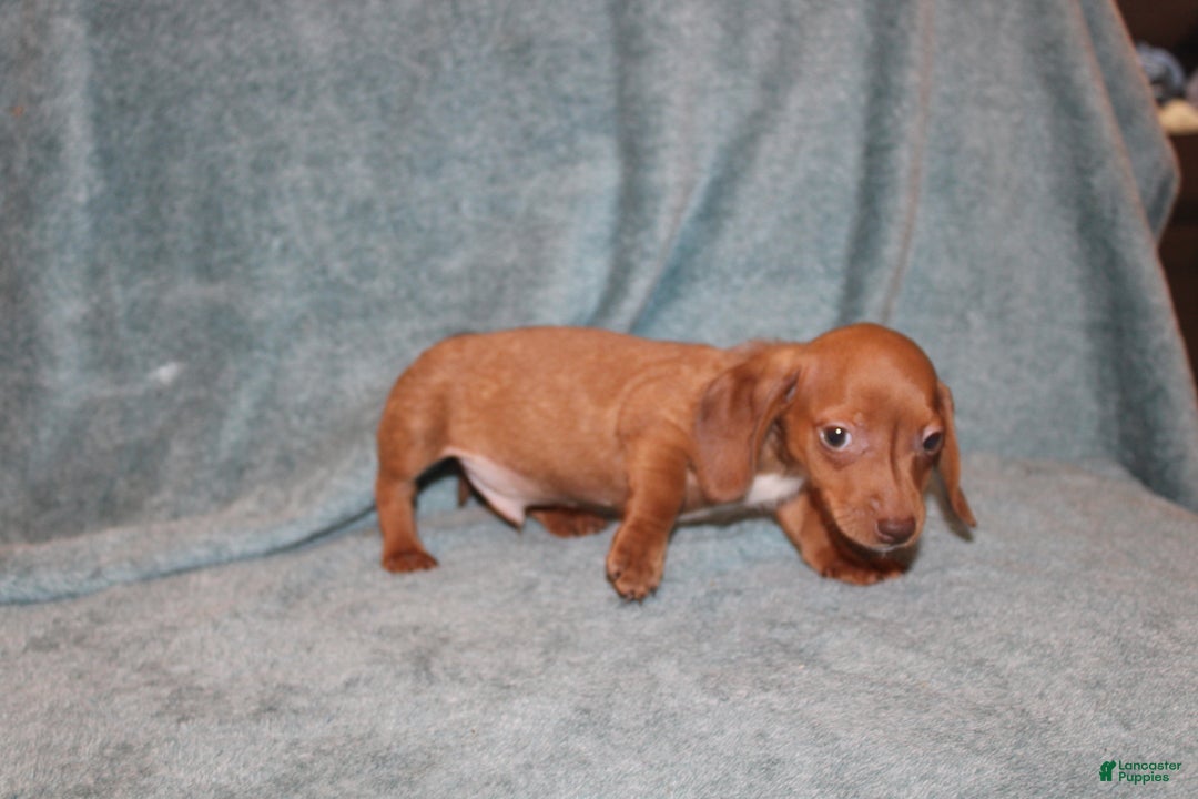 Miniature Dachshund dogs for sale: Bob Mini  - Ad 2