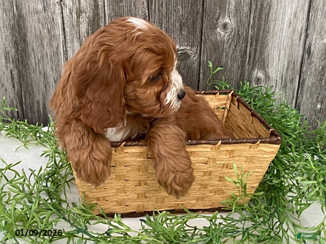Cavapoo dogs for sale: Tim - Ad 4