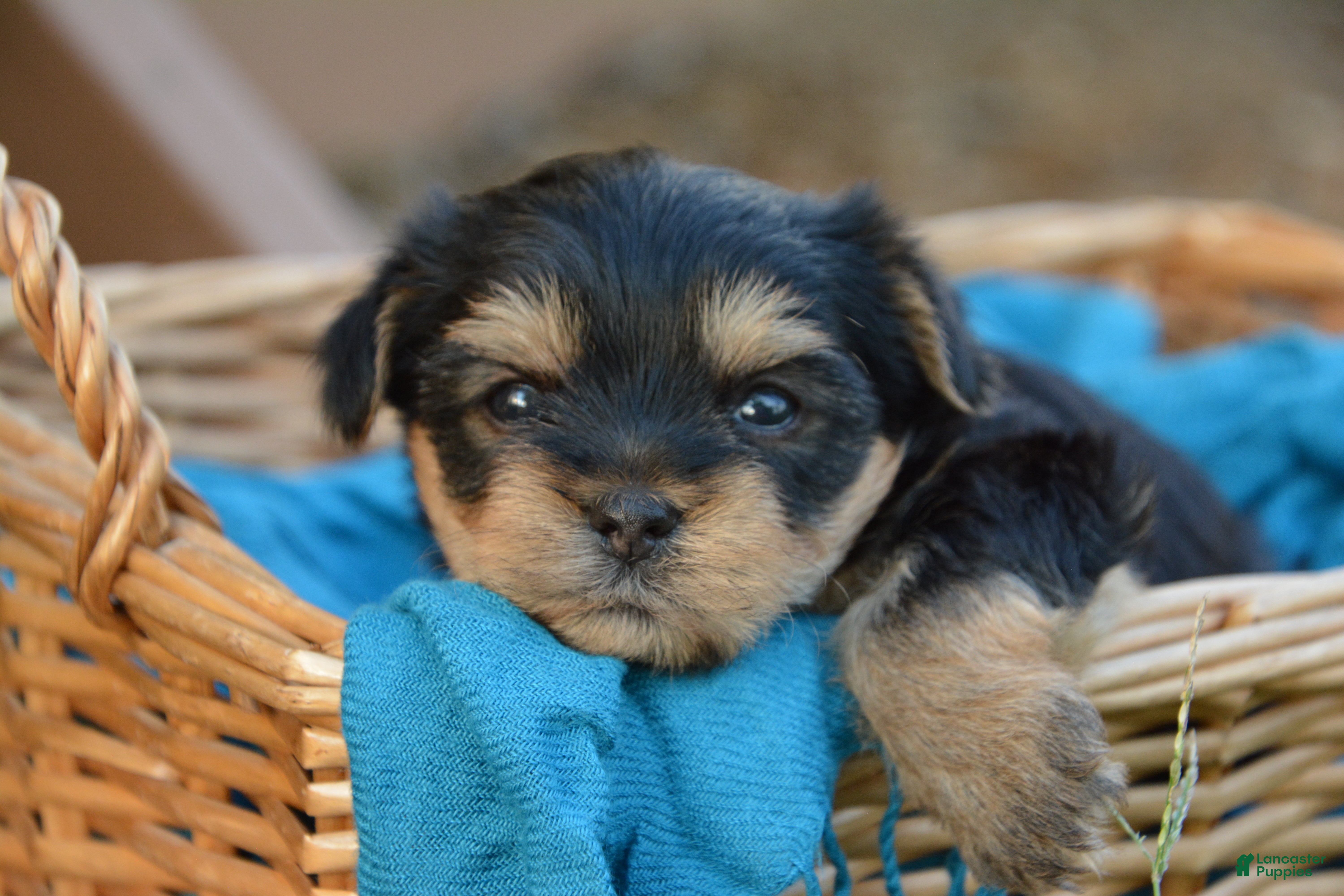 Yorkshire Terrier dogs Jaci - Ad 2
