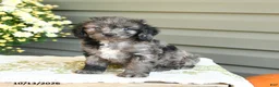 Cockapoo dogs for sale: Barbie - Ad 2