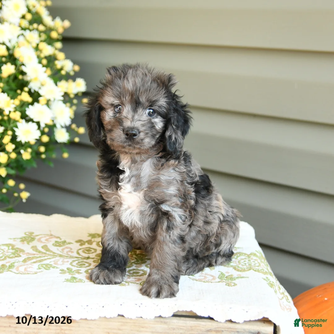 Cockapoo dogs for sale: Barbie - Ad 2