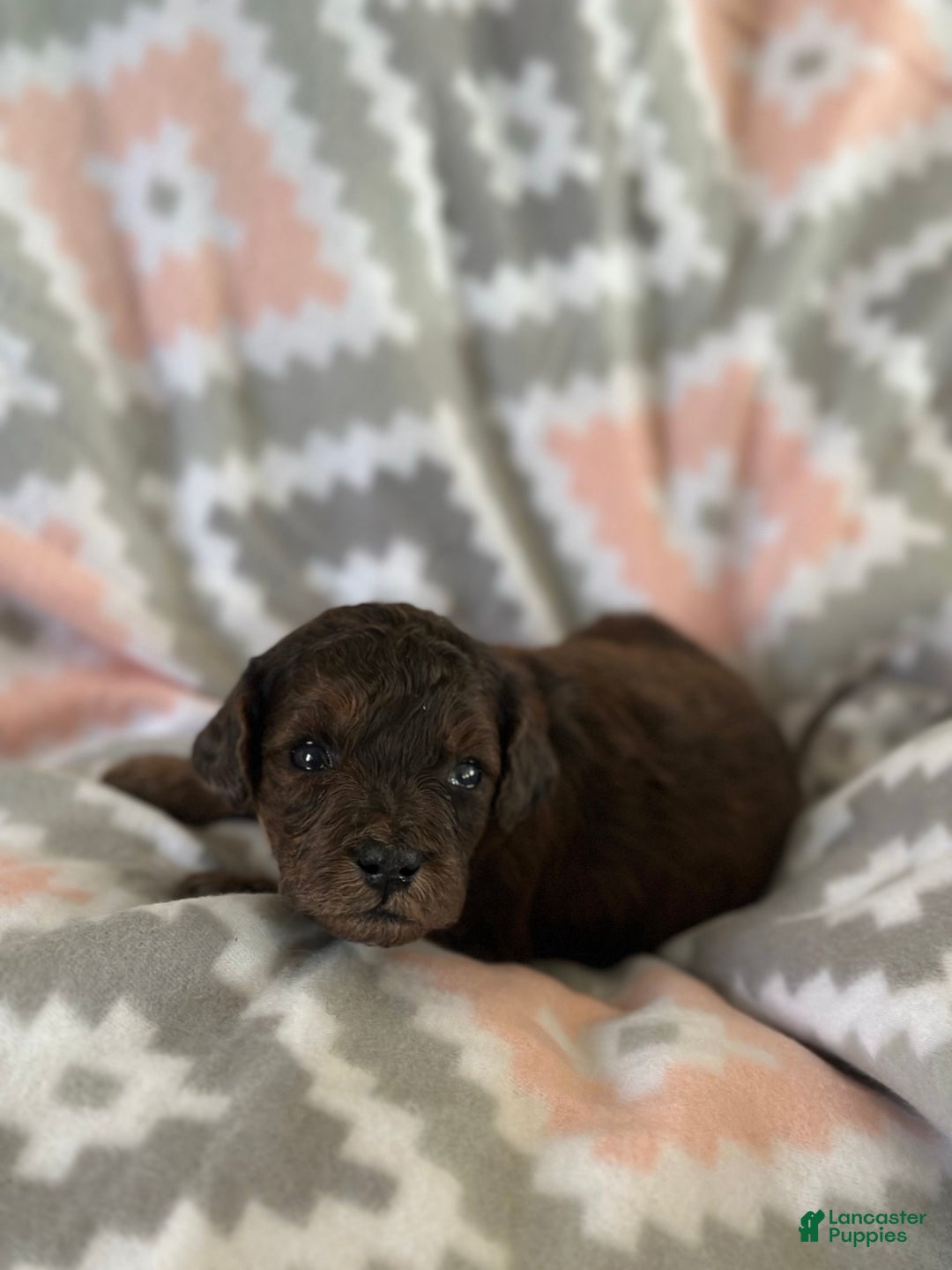 Mini Goldendoodle dogs for sale: Spice - Ad 9