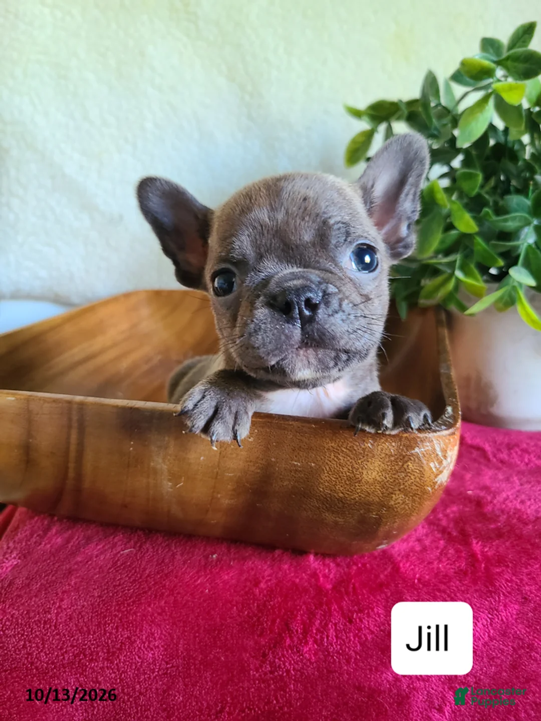 Frenchton dogs for sale: Jill - Ad 1