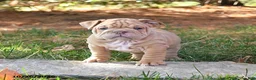English Bulldog dogs for sale: Fern - Ad 4