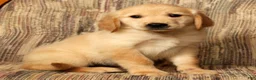 Golden Retriever dogs for sale: Mia - Ad 2