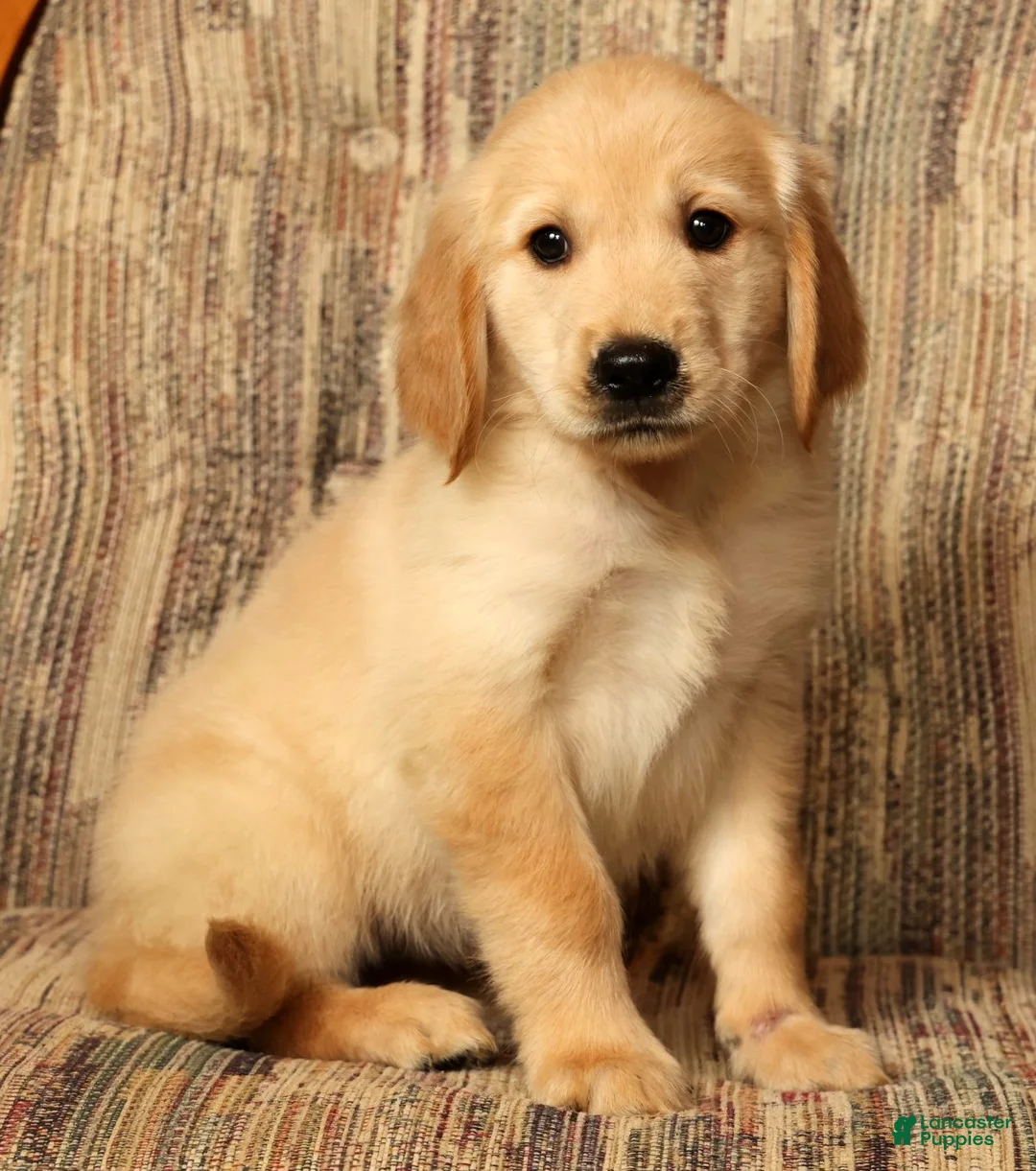 Golden Retriever dogs for sale: Mia - Ad 2