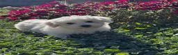 Coton De Tulear dogs for sale: Chester  - Ad 6