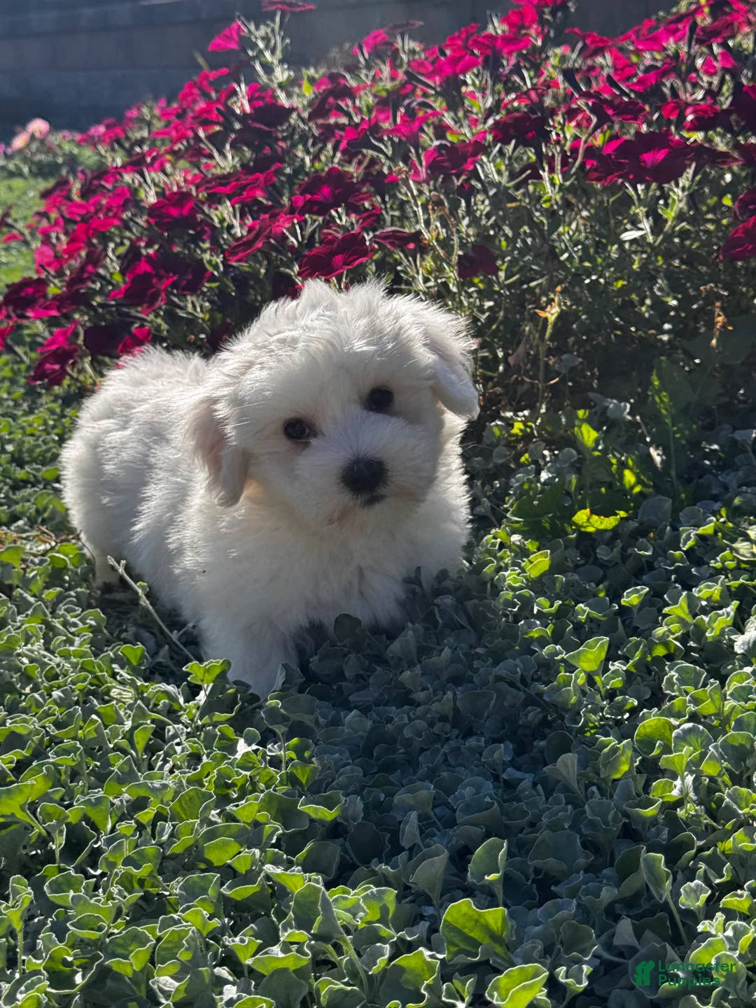 Coton De Tulear dogs for sale: Chester  - Ad 6