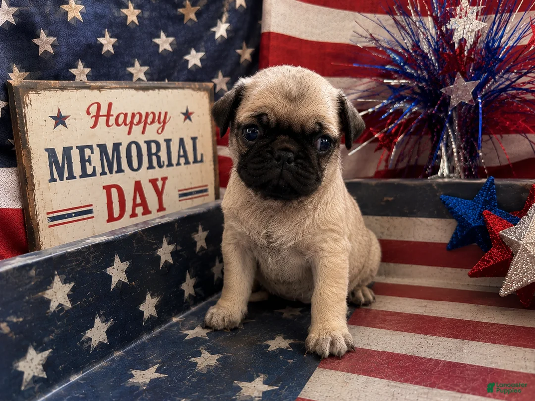 Pug dogs for sale: Petey - Ad 1