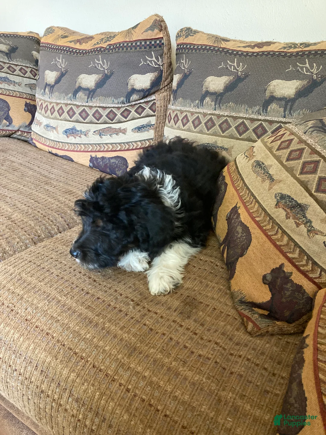 Mini Aussiedoodle dogs for sale: Miniature Aussiedoodle Molly - Ad 2