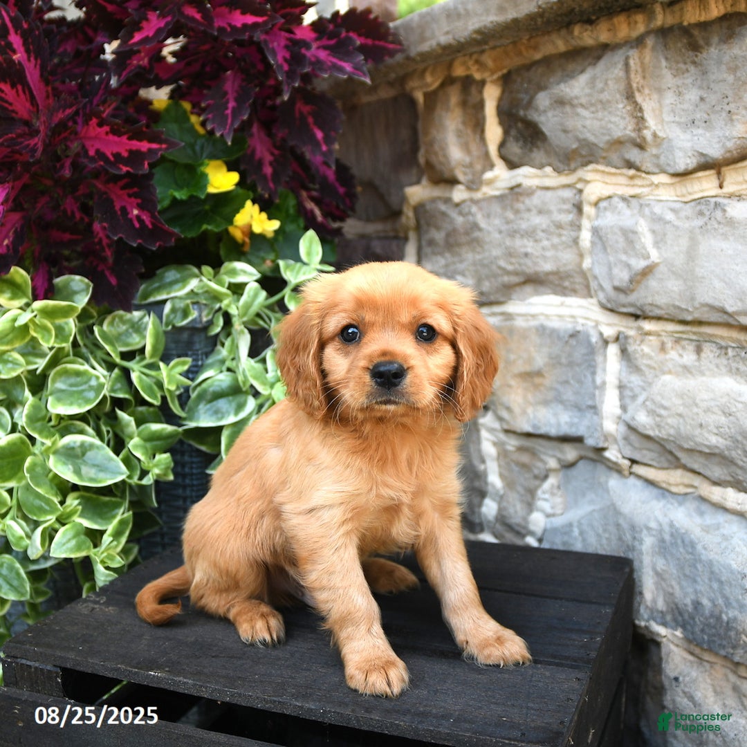 Comfort Retriever Golden Retriever Mix That Stay Small Pet Collars